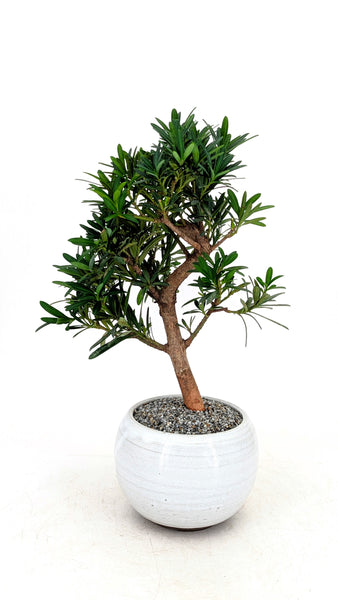'Podrik' the Buddhist Pine