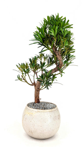 'Podrik' the Buddhist Pine