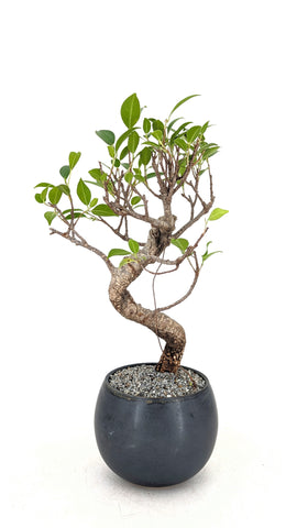 レザー盆栽　ダークブラウン　leather BONSAI No.01 A pot that won't look strange even if you plant an old tree? Mr