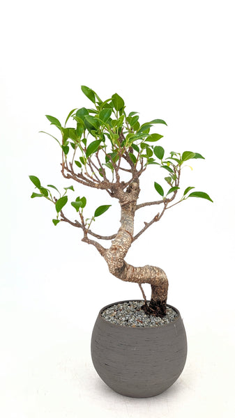 'Hal' the Chinese Banyan