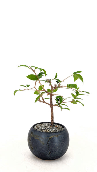 'Ayana' the Barbados Cherry