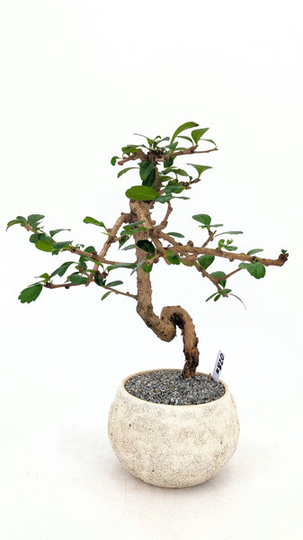 'Shay' the Philippine Tea Tree - #820