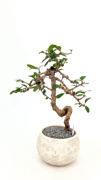 'Shay' the Philippine Tea Tree - #820