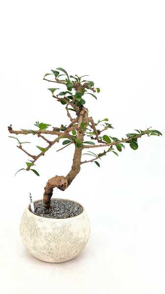 'Shay' the Philippine Tea Tree - #820