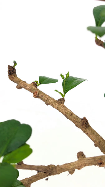 'Shay' the Philippine Tea Tree - #820