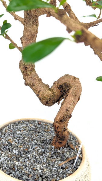 'Shay' the Philippine Tea Tree - #820