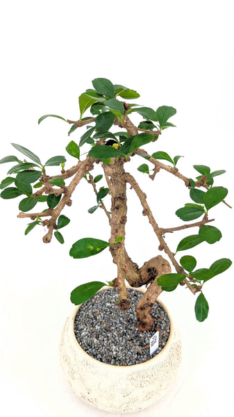 'Shay' the Philippine Tea Tree - #820