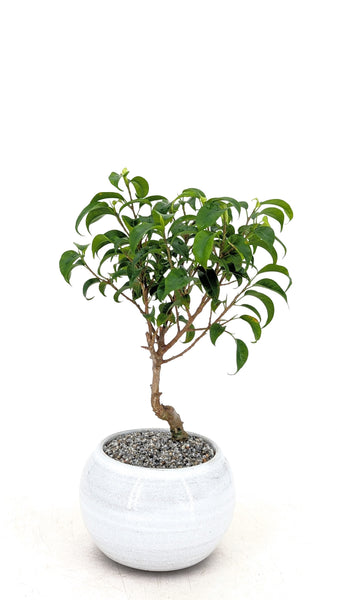 'Birdie' the Dwarf Banyan