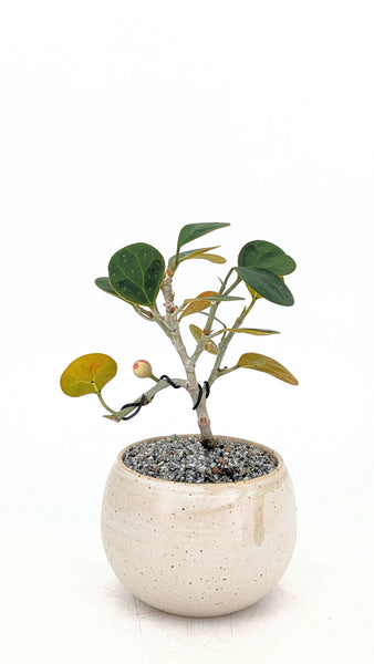 'Dolly' the Mistletoe Fig Tree