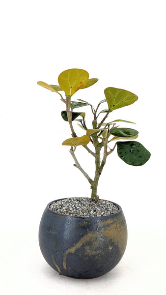 'Dolly' the Mistletoe Fig Tree
