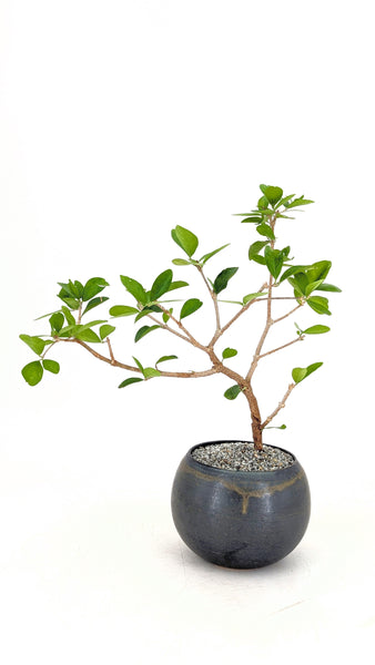 'Tille' the Barbados Cherry