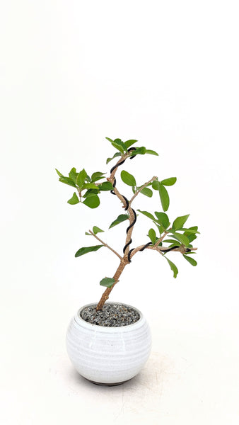 'Tille' the Barbados Cherry