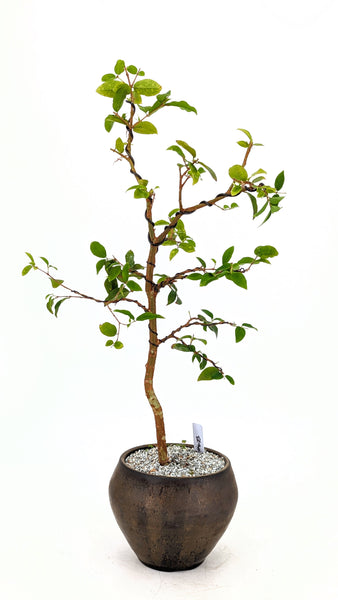 'Jeb' the Jaboticaba Tree -#673