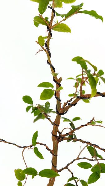 'Jeb' the Jaboticaba Tree -#673