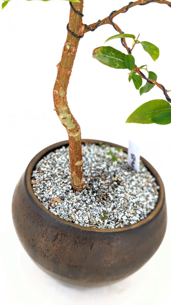 'Jeb' the Jaboticaba Tree -#673