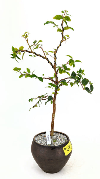 'Jeb' the Jaboticaba Tree -#673