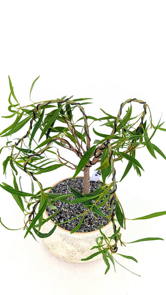 'Nene' the Willow Leaf Fig - #821