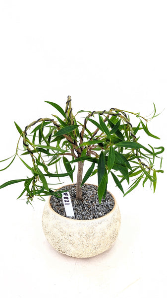 'Nene' the Willow Leaf Fig - #821