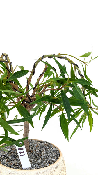 'Nene' the Willow Leaf Fig - #821