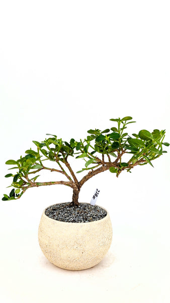 'Numnum' the Dwarf Natal Plum - #822