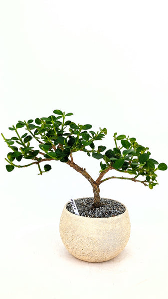 'Numnum' the Dwarf Natal Plum - #822