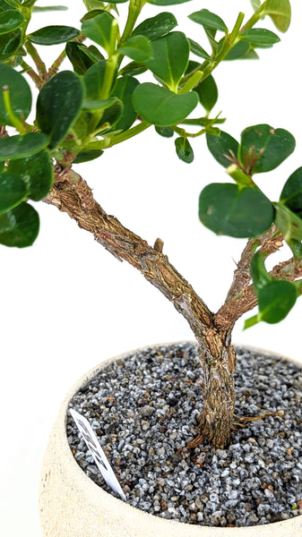 'Numnum' the Dwarf Natal Plum - #822