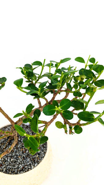 'Numnum' the Dwarf Natal Plum - #822