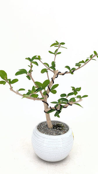 'Tille' the Barbados Cherry - #731