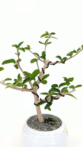 'Tille' the Barbados Cherry - #731