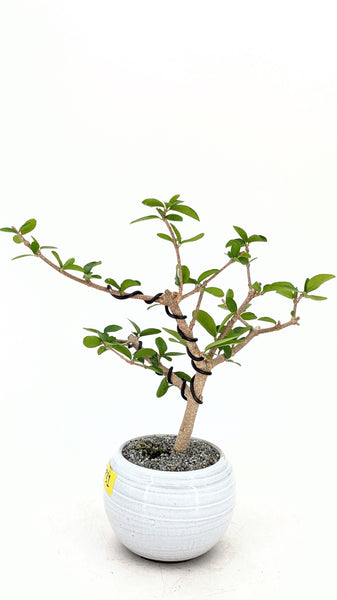 'Tille' the Barbados Cherry - #731