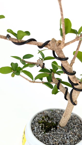 'Tille' the Barbados Cherry - #731