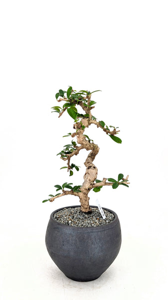 'Shay' the Philippine Tea Tree - #690