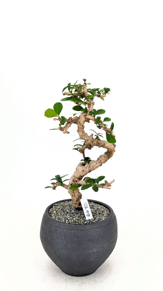 'Shay' the Philippine Tea Tree - #690