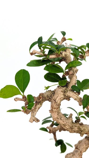 'Shay' the Philippine Tea Tree - #690
