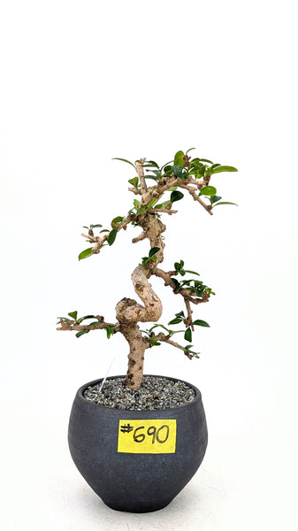 'Shay' the Philippine Tea Tree - #690