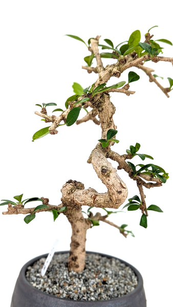'Shay' the Philippine Tea Tree - #690