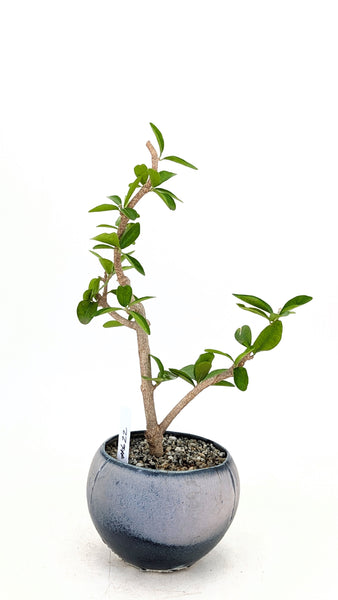 'Tille' the Barbados Cherry - #622