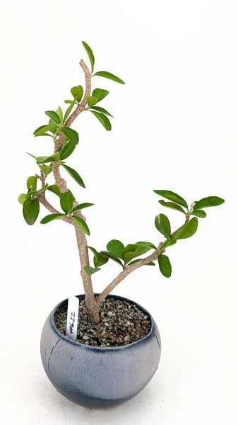 'Tille' the Barbados Cherry - #622