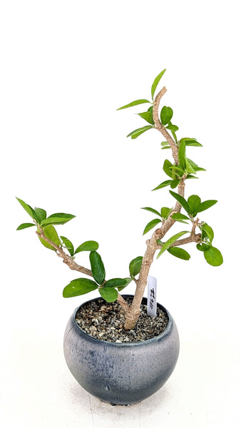 'Tille' the Barbados Cherry - #622
