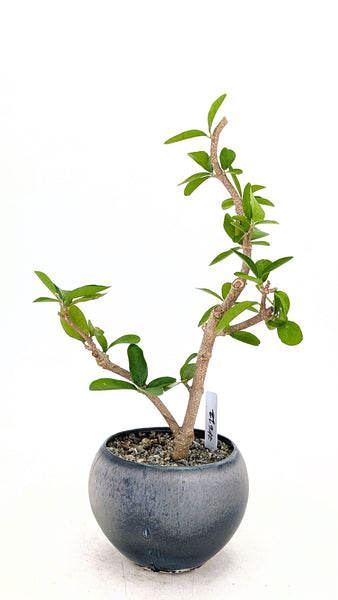 'Tille' the Barbados Cherry - #622