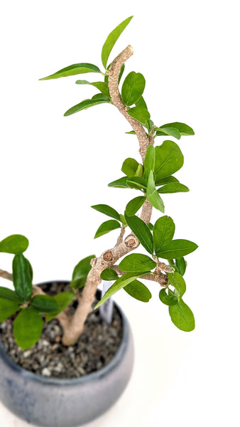 'Tille' the Barbados Cherry - #622