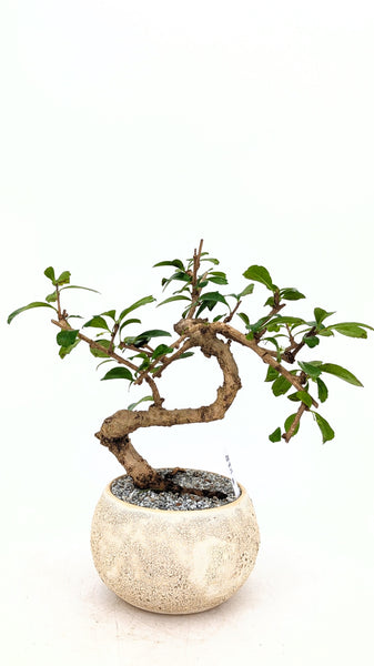 'Shay' the Philippine Tea Tree - #818