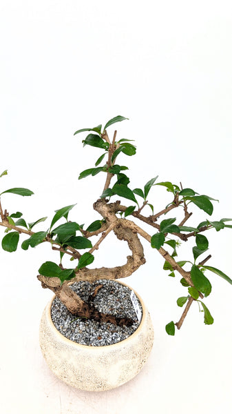 'Shay' the Philippine Tea Tree - #818