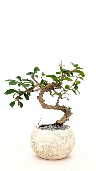 'Shay' the Philippine Tea Tree - #818