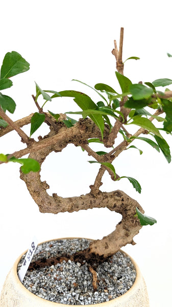 'Shay' the Philippine Tea Tree - #818