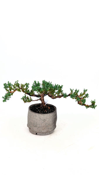 'Jasper' the Japanese Garden Juniper - #701