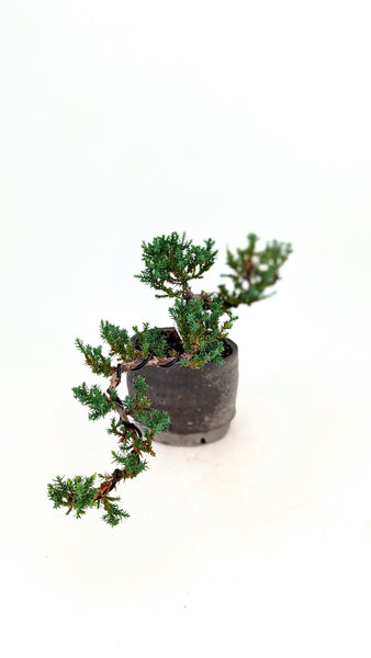'Jasper' the Japanese Garden Juniper - #701