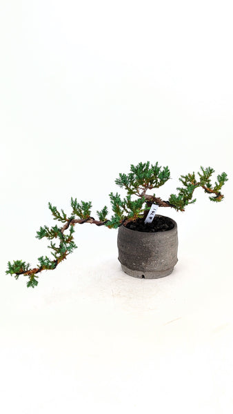 'Jasper' the Japanese Garden Juniper - #701