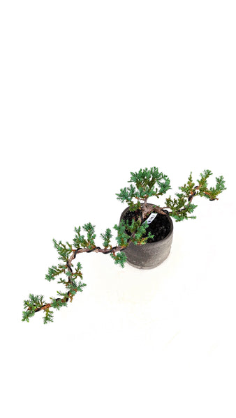 'Jasper' the Japanese Garden Juniper - #701