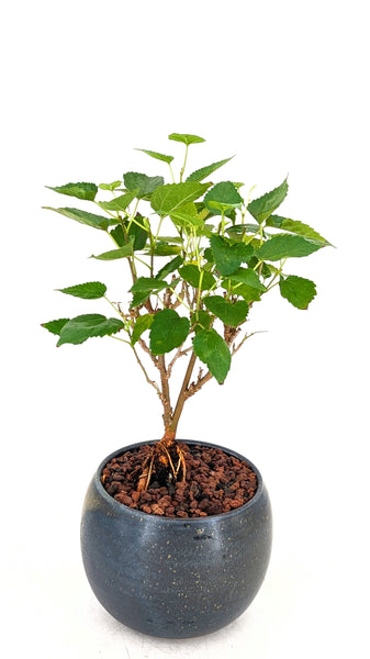 'Bert' the Black Mulberry
